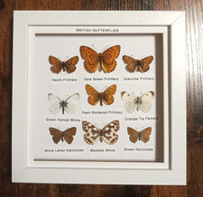 Taxidermy Real Framed British