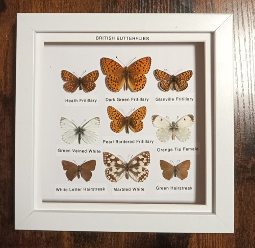 Taxidermy real framed british - real,