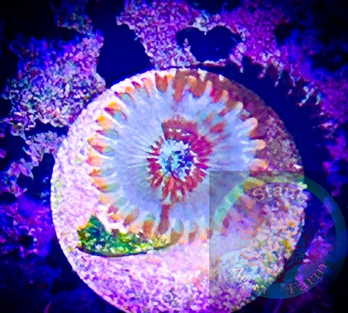 Saf white zombie zoanthid - saf~white,