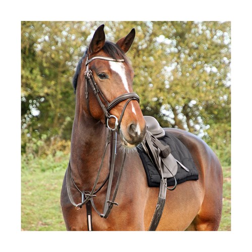 Equestrian rosciano rose - hy,