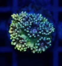 🌈✨Collectors “OGO