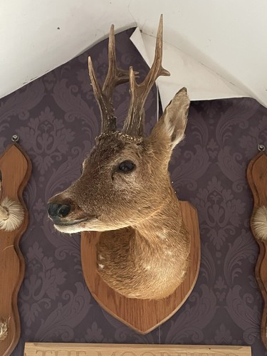 Vintage roe deer stag - roe,