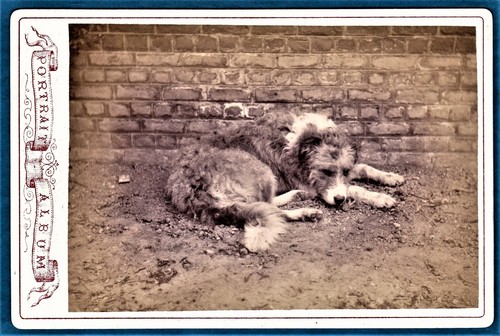 Cabinet card photo mongrel - card,