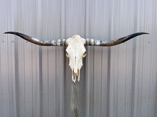 Longhorn STEER SKULL 4 Feet 9