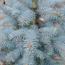 Picea pungens super blue - pungens, blue’