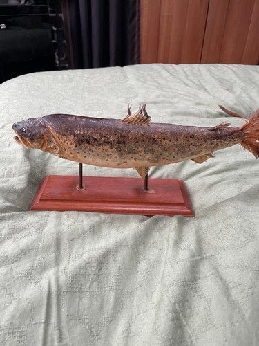Taxidermy trout stand - on,