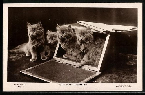 Postcard blue persian kittens - postcard,