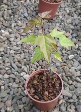ACER GINNALA AMUR MAPLE