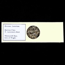 Microfossil Sample Microscope Slide - Eocene Barton Clay Foraminifera etc