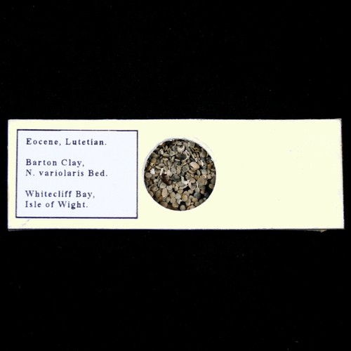 Microfossil sample microscope - microfossil,