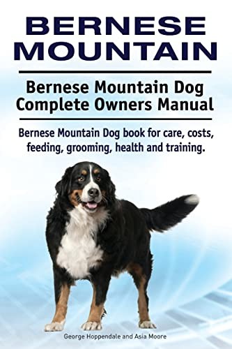 Bernese mountain - bernese, mountain.