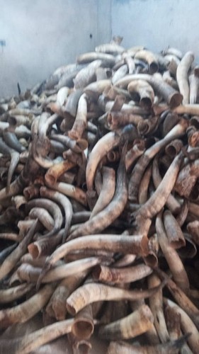 Raw cow horn - cow,