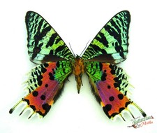 Madagascan Sunset Moth