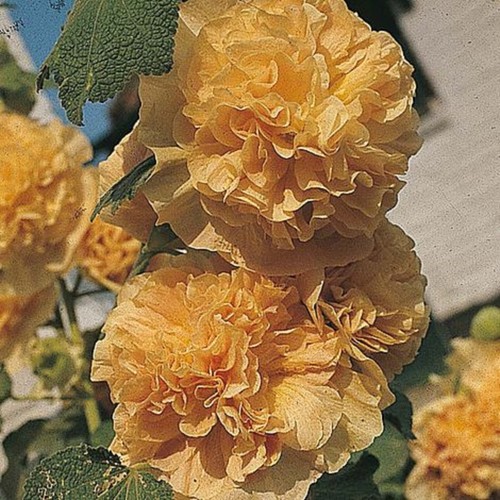 Hollyhock chaters double - hollyhock,