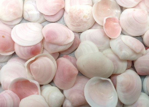 Rose petal tellin seashell - tellin,
