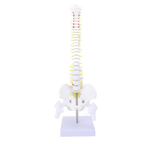Aspine model with - aspine,