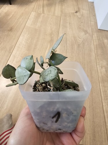 Hoya lacunosa super - hoya, ‘super