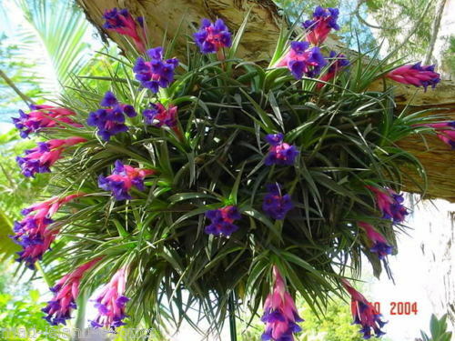 Tillandsia aeranthos rare - aeranthos,