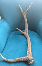 Large 62cm Red Deer Antler
