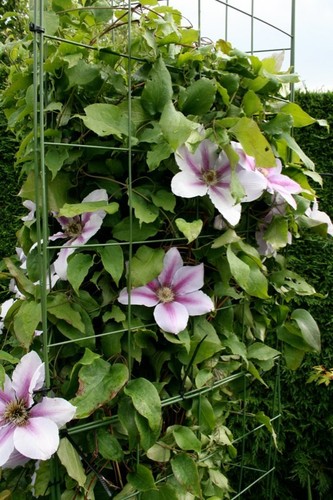 Plant support trellis flexigro - support,