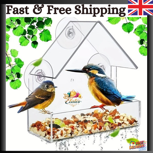 Glass window bird - bird, feeder