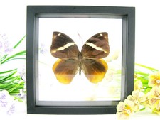 Common Faun - real beautiful