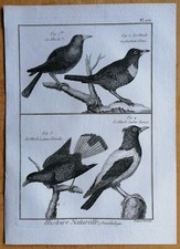 Merle couleur rose - Original