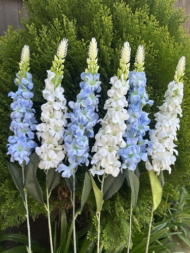 Pack 70cm delphinium - pack, of