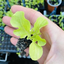 Lettuce Salad Bowl 4 Plug