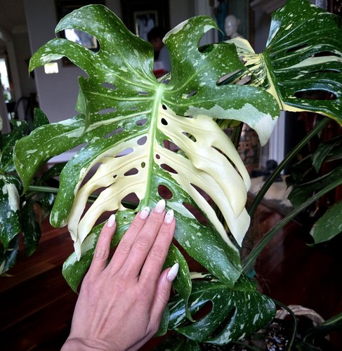 Rare xxl monstera thai - rare,