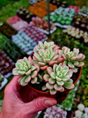 Sedum joyce tulloch the - tulloch, pink