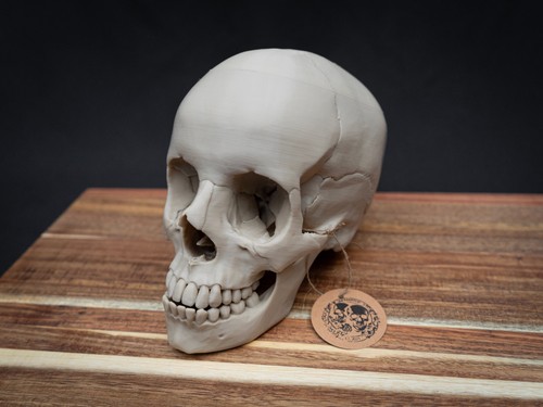 Life size human skull - human,