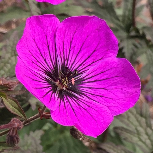 Geranium dark eyes - dark, hardy