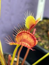 Venus Fly Trap WIP Slim