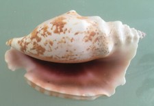 X large 8/9cm Conch Fan Sea Shells Air Plant natural beach aquarium fish tank