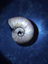 East timor nautilus fossil - east,