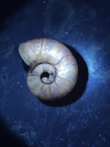 East timor nautilus fossil - east,