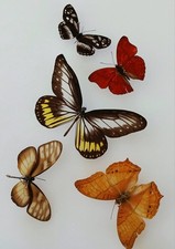  Butterfly Collection Set x5