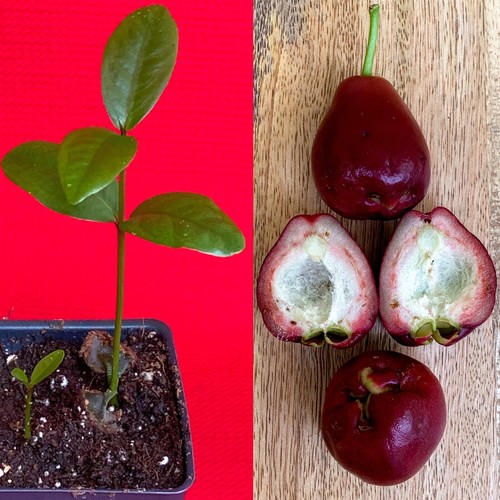 Purple malay apple - malay,