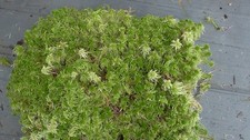 Live sphagnum moss for - 1.5,