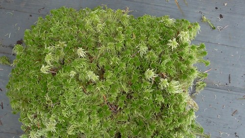 Live sphagnum moss for - 1.5,