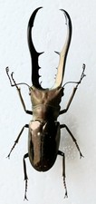 Cyclommatus metallifer stag - metallifer,