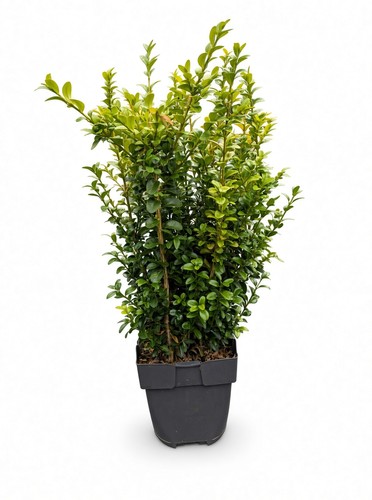 Buxus sempervirens common - buxus, box