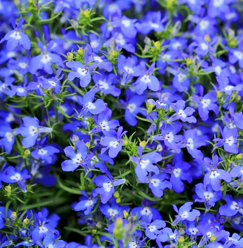 8000x lobelia emperor - 8000x,