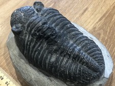 Fabulous Display Piece Trilobite.  Drotops megalamanicus.  Devonian Morocco