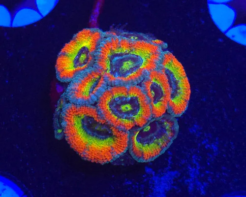 Holy grail micromussa - acan, *