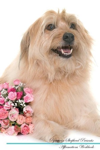 Pyrenean shepherd affirmations - pyrenean,