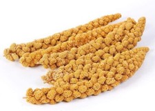MILLET SPRAYS SEEDS FOR BIRDS BUDGIES FINCHES CANARIES YELLOW MILLET 500G/1KG