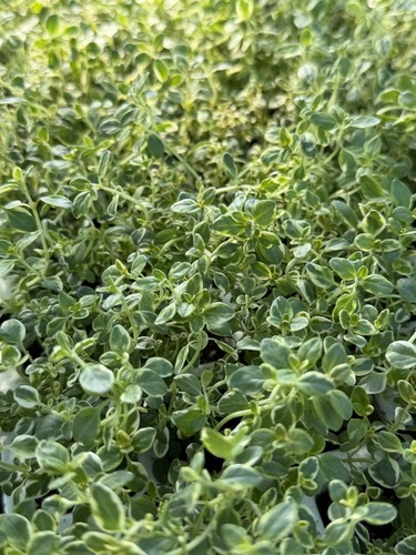 X thyme variegated - 6,