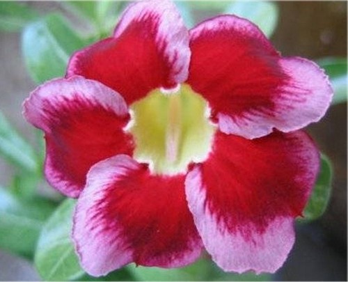 Adenium obesum desert - adenium, obesum,desert